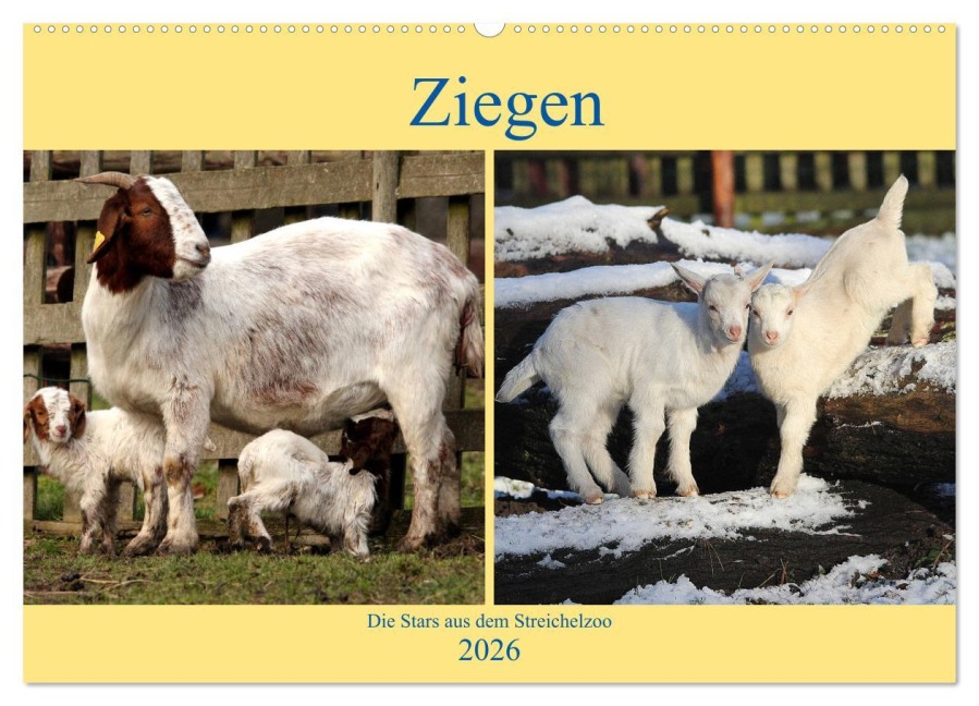 Ziegen - Die Stars aus dem Streichelzoo (Wandkalender 2026 DIN A2 quer), CALVENDO Monatskalender - Arno Klatt
