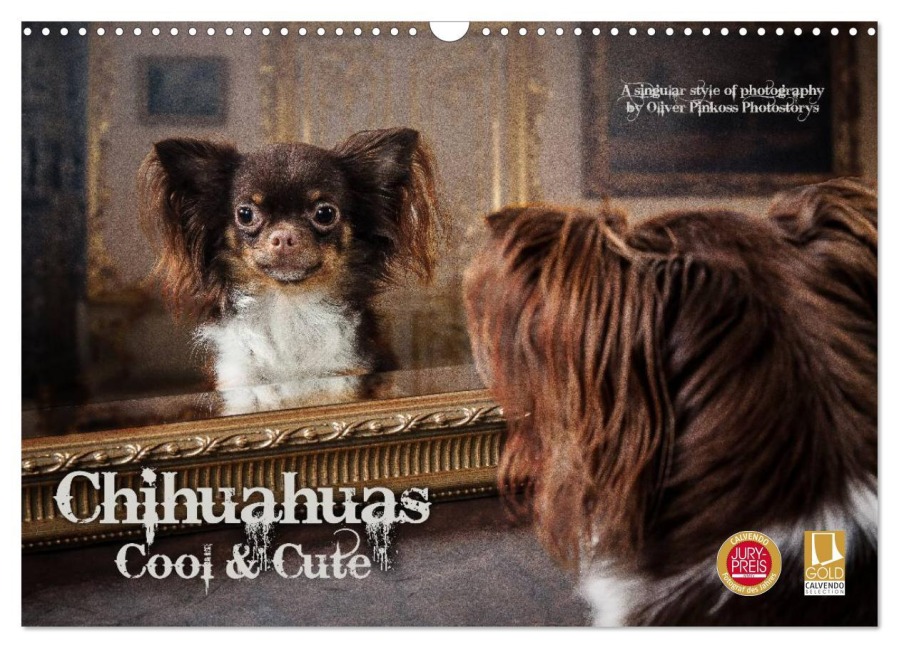 Chihuahuas - Cool and Cute (Wandkalender 2026 DIN A3 quer), CALVENDO Monatskalender - Oliver Pinkoss Photostorys