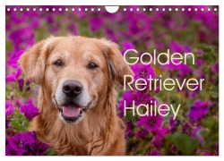 Cover-Bild zum Titel 'Golden Retriever Hailey Fotokalender (Wandkalender 2026 DIN A4 quer), CALVENDO Monatskalender' von 'Daniela Hofmeister'