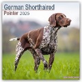 German Shorthaired Pointer - Deutsch Kurzhaar 2025 - 16-Monatskalender - Avonside Publishing Ltd