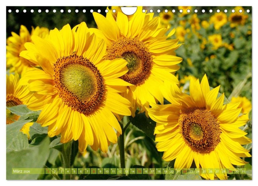 InsideView 8