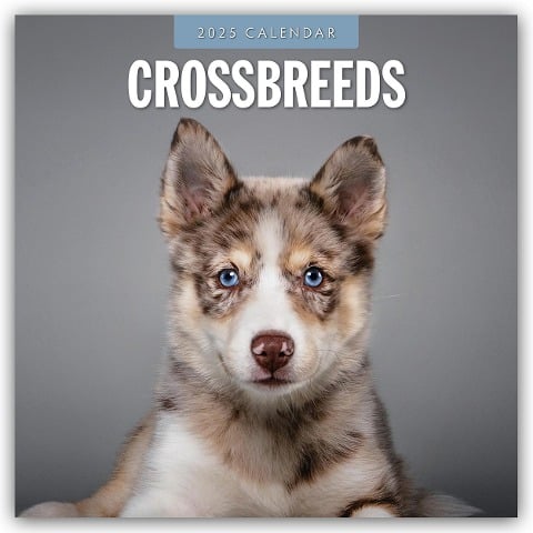 Crossbreeds - Hundemischlinge - Mischlingshunde 2025 - 16-Monatskalender - 