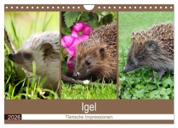 Cover-Bild zum Titel 'Igel 2026. Tierische Impressionen (Wandkalender 2026 DIN A4 quer), CALVENDO Monatskalender' von 'Steffani Lehmann (Hrsg.'