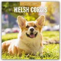 Welsh Corgis - Welsh Corgi 2025 - 16-Monatskalender - 