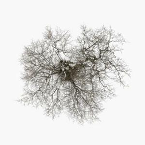 Tree - John Metcalfe