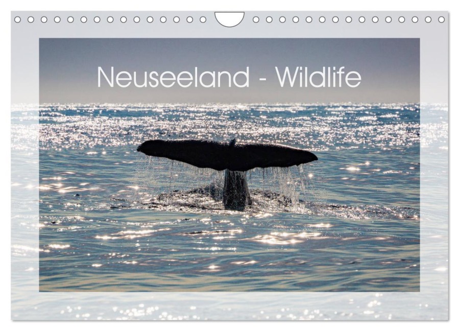 Neuseeland - Wildlife (Wandkalender 2025 DIN A4 quer), CALVENDO Monatskalender - Peter Schürholz