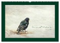 Stare und Weisheiten (Wandkalender 2025 DIN A2 quer), CALVENDO Monatskalender - Heike Hultsch