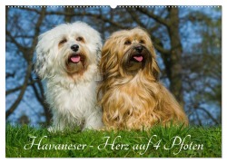 Havaneser - Herz auf 4 Pfoten (Wandkalender 2026 DIN A2 quer), CALVENDO Monatskalender - Sigrid Starick
