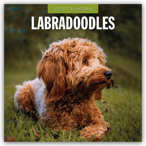 Labradoodles - Labradoodle 2025 - 16-Monatskalender - 