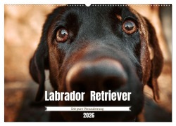 Verzauberung Labrador Retriever 2026 (Wandkalender 2026 DIN A2 quer), CALVENDO Monatskalender - Sensiebelfotografie Saskia Katharina Siebel