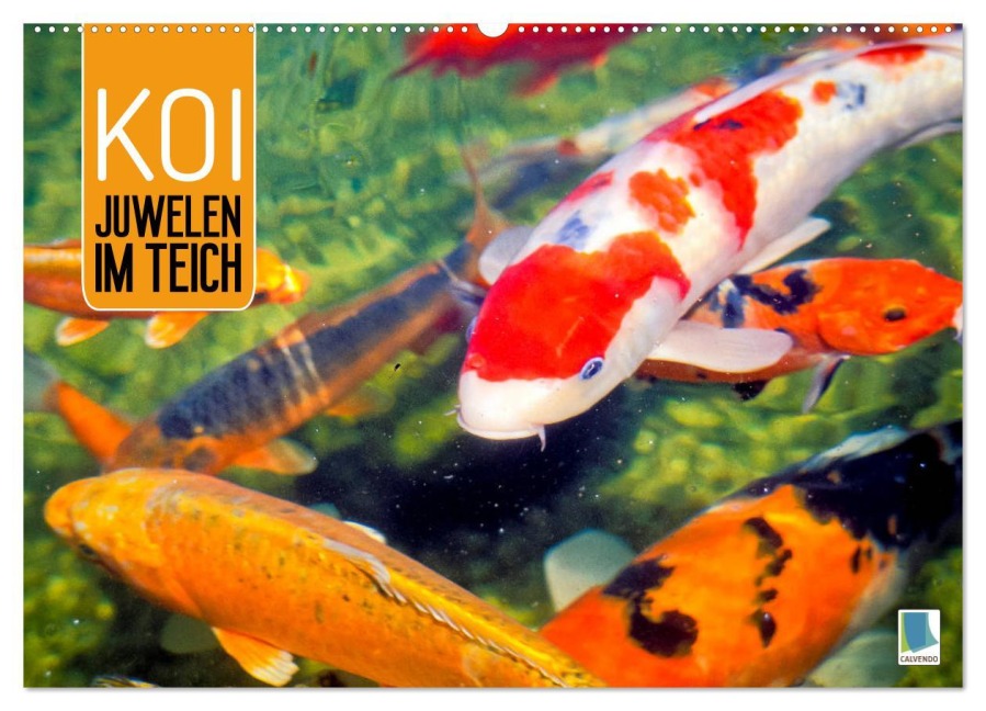 Koi: Juwelen im Teich (Wandkalender 2026 DIN A2 quer), CALVENDO Monatskalender - Calvendo Calvendo