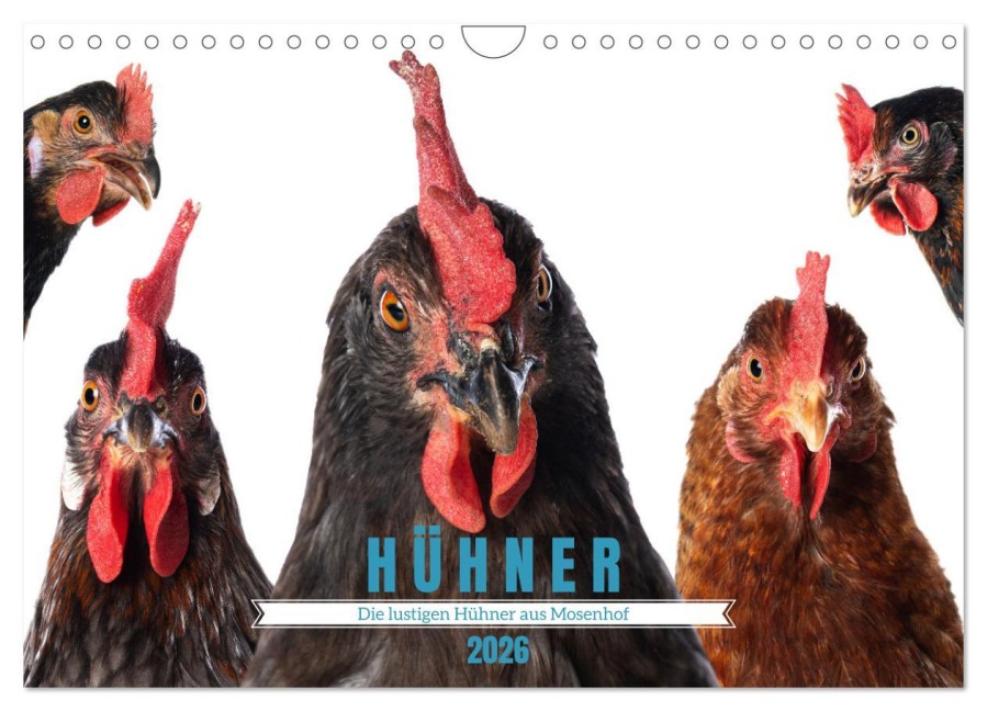 Die lustigen Hühner aus Mosenhof (Wandkalender 2026 DIN A4 quer), CALVENDO Monatskalender - Judith Kiener (DoraZett)