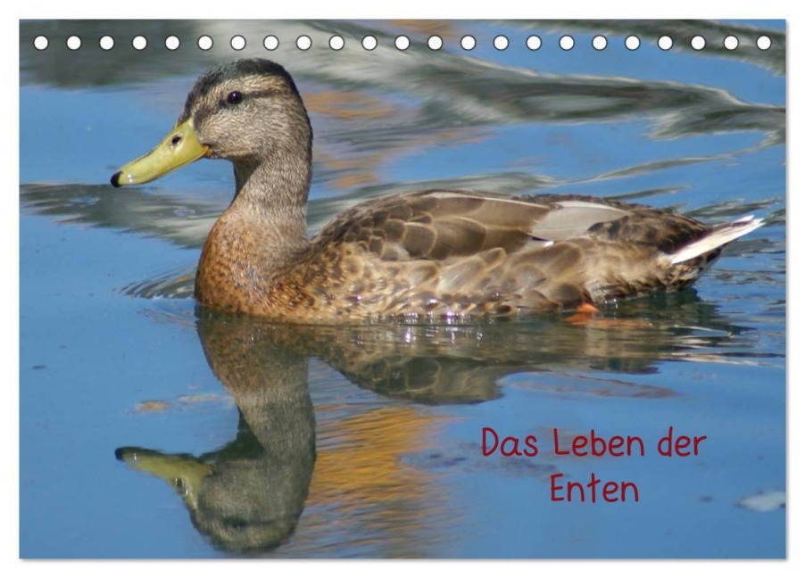 Das Leben der Enten (Tischkalender 2026 DIN A5 quer), CALVENDO Monatskalender - Kattobello Kattobello