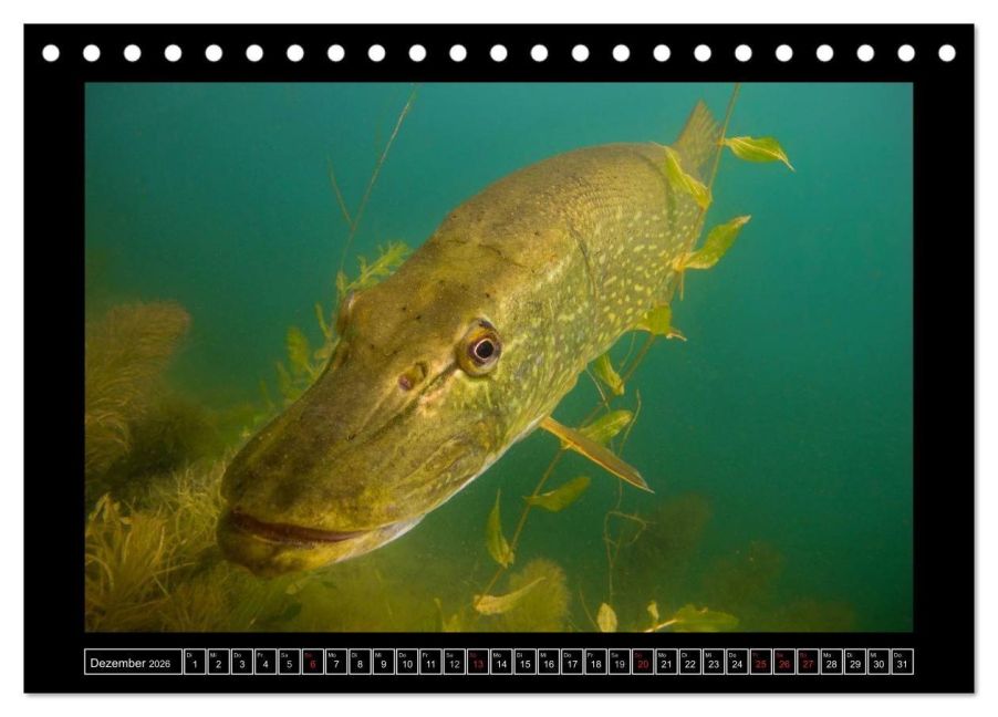 InsideView 4