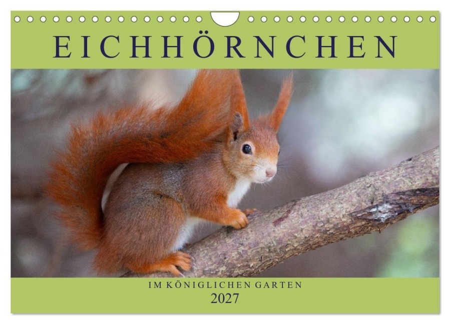 Eichhörnchen im Königlichen Garten (Wandkalender 2027 DIN A4 quer), CALVENDO Monatskalender - Margret Brackhan