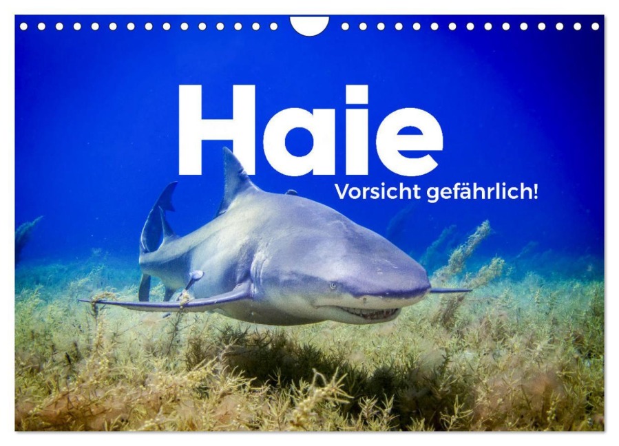 Haie - Vorsicht gefährlich! (Wandkalender 2026 DIN A4 quer), CALVENDO Monatskalender - M. Scott