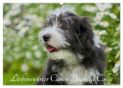 Cover-Bild zum Titel 'Liebenswerter Clown Bearded Collie (Wandkalender 2026 DIN A2 quer), CALVENDO Monatskalender' von 'Sigrid Starick'