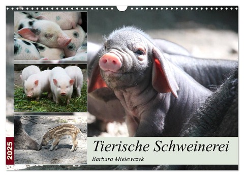 Tierische Schweinerei (Wandkalender 2025 DIN A3 quer), CALVENDO Monatskalender - Barbara Mielewczyk