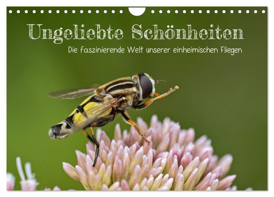Ungeliebte Schönheiten - die faszinierende Welt unserer heimischen Fliegen (Wandkalender 2026 DIN A4 quer), CALVENDO Monatskalender - Leon Uppena