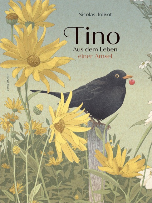 Tino - Nicolas Jolivot