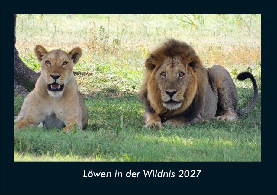 Löwen in der Wildnis 2027 Fotokalender DIN A4 - Tobias Schmitt, Kevin Heber