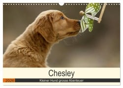 Chesley Kleiner Hund grosse Abenteuer (Wandkalender 2026 DIN A3 quer), CALVENDO Monatskalender - Hundefotografie Bea Müller