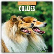 Collies - Collie 2026 - 16-Monatskalender - Robin Red