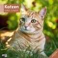 Katzen Kalender 2025 - 30x30 - Ackermann Kunstverlag