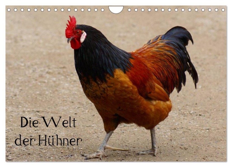 Die Welt der Hühner (Wandkalender 2025 DIN A4 quer), CALVENDO Monatskalender - Kattobello Kattobello