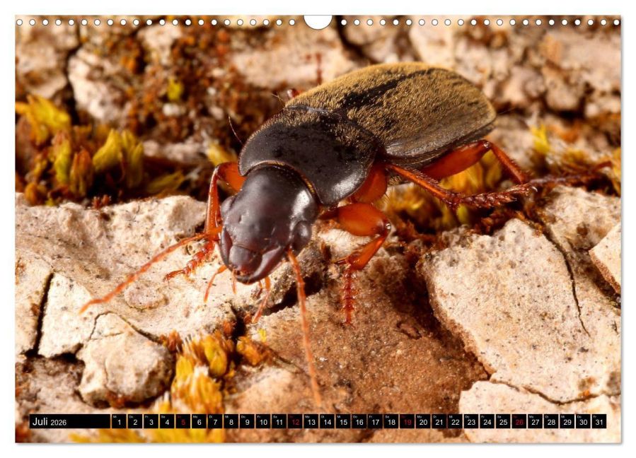 InsideView 12