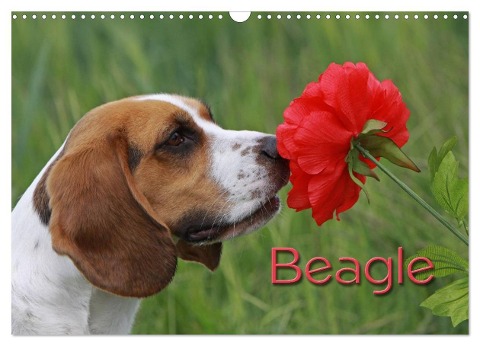 Beagle (Wandkalender 2024 DIN A3 quer), CALVENDO Monatskalender - Pferdografen. De Antje Lindert-Rottke Martina Berg