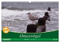 Ostseevögel (Wandkalender 2024 DIN A3 quer), CALVENDO Monatskalender - Angela Münzel-Hashish - Www. Tierphotografie. Com
