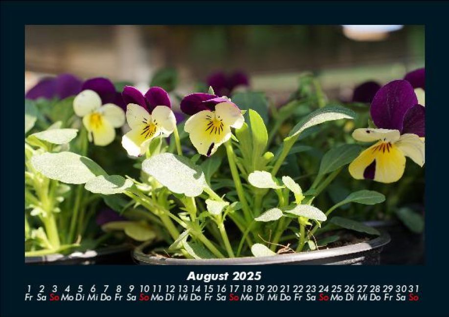 InsideView 12