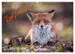 Cover-Bild zum Titel 'Rotfüchse (Wandkalender 2026 DIN A2 quer), CALVENDO Monatskalender' von 'Markus van Hauten'