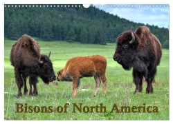 Cover-Bild zum Titel 'Bisons of North America (Wall Calendar 2026 DIN A3 landscape), CALVENDO 12 Month Wall Calendar' von 'Dieter Wilczek'