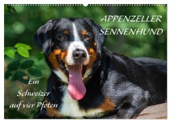 Appenzeller Sennenhund - Ein Schweizer auf 4 Pfoten (Wandkalender 2025 DIN A2 quer), CALVENDO Monatskalender - Sigrid Starick