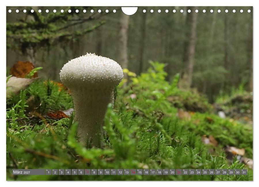InsideView 8