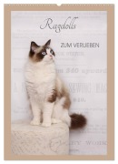 Ragdolls zum Verlieben (Wandkalender 2026 DIN A2 hoch), CALVENDO Monatskalender - Marion Reiß-Seibert
