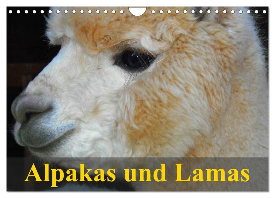 Alpakas und Lamas (Wandkalender 2026 DIN A4 quer), CALVENDO Monatskalender - Elisabeth Stanzer