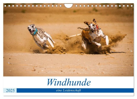 Windhunde - eine Leidenschaft (Wandkalender 2025 DIN A4 quer), CALVENDO Monatskalender - Ula Redl