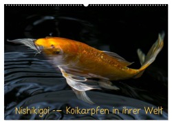 Cover-Bild zum Titel 'Nishikigoi - Koikarpfen in ihrer Welt (Wandkalender 2026 DIN A2 quer), CALVENDO Monatskalender' von 'Erwin Renken'