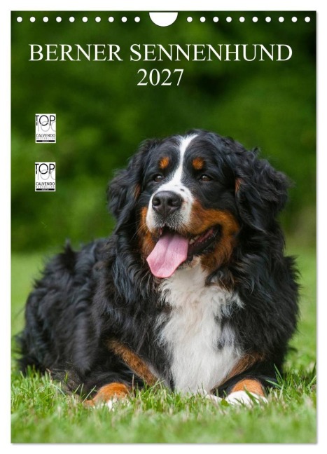 Berner Sennenhund 2027 (Wandkalender 2027 DIN A4 hoch), CALVENDO Monatskalender - Sigrid Starick
