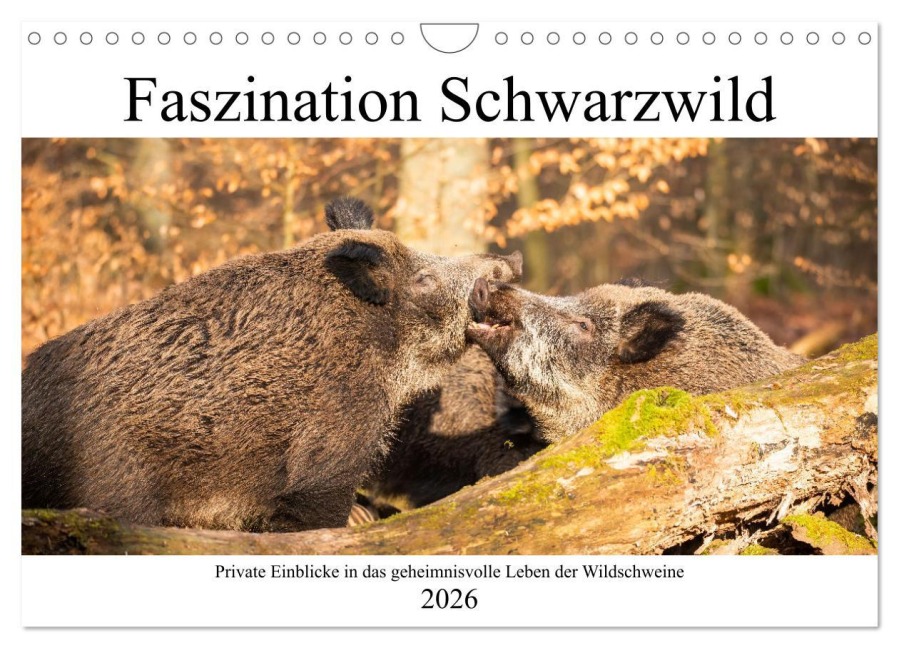 Faszination Schwarzwild (Wandkalender 2026 DIN A4 quer), CALVENDO Monatskalender - Daniela Fett