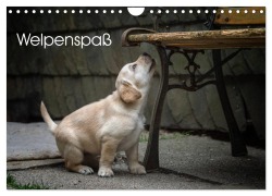 Cover-Bild zum Titel 'Welpenspaß (Wandkalender 2026 DIN A4 quer), CALVENDO Monatskalender' von 'Claudia Pelzer (Pelzer-Photography)'