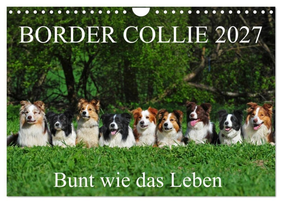 Border Collie 2027 (Wandkalender 2027 DIN A4 quer), CALVENDO Monatskalender - Sigrid Starick