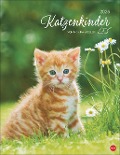 Katzenkinder Posterkalender 2025 - 