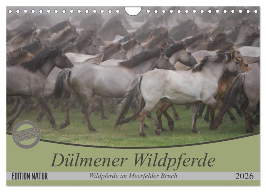 Dülmener Wildpferde - Wildpferde im Meerfelder Bruch (Wandkalender 2026 DIN A4 quer), CALVENDO Monatskalender - B. Mielewczyk