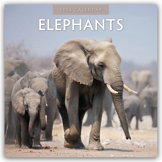Elephants - Elefanten 2026 - 16-Monatskalender - Robin Red