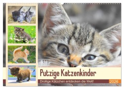 Putzige Katzenkinder. Drollige Kätzchen entdecken die Welt! (Wandkalender 2026 DIN A2 quer), CALVENDO Monatskalender - Rose Hurley