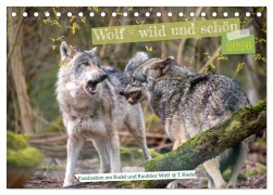 Cover-Bild zum Titel 'Wolf - wild und schön (Tischkalender 2026 DIN A5 quer), CALVENDO Monatskalender' von 'Tanja Riedel'